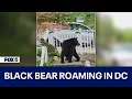&#39;Otis&#39; the black bear roaming in Northeast DC neighborhood