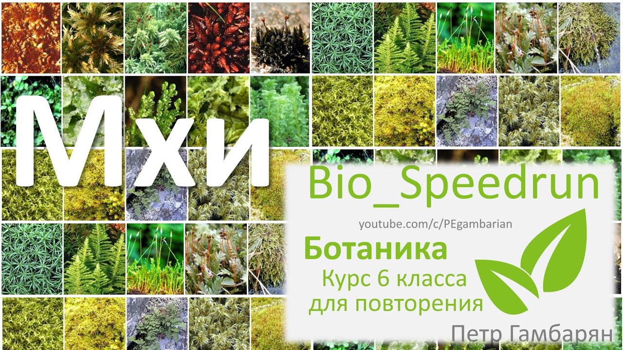 Тест ботаника 6 класс. Ботаника мхи 6 класс. Мхи ЕГЭ. Ботанические науки 6 класс. Мхи подготовка к ЕГЭ по биологии.