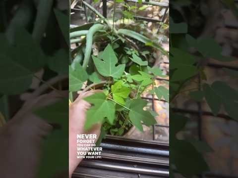 RIP Papaya Plant