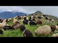 TOKAT NİKSAR GEYRAN KÖYÜ İLHAN DONDURMA  YÜCE DAGBAŞNDAN EYLEDİN BENİ