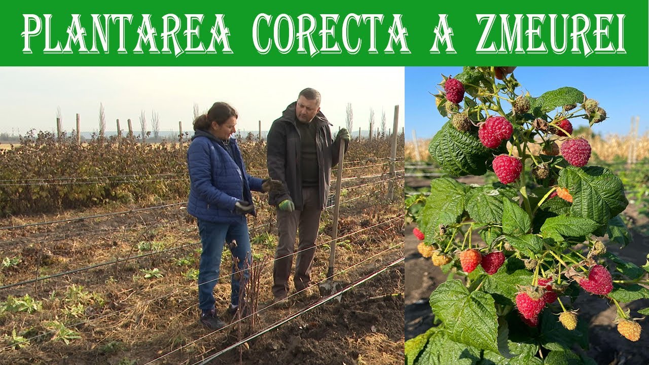 Plantare si intretinerea  Zmeurei Polka in Plantatia de Zmeura din Darza alaturi de Mirela Bucur