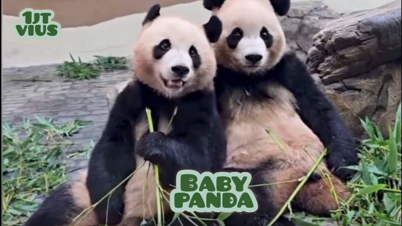 FUNNY BEHAVIOR OF A FAT BABY PANDA EATING BAMBOO 