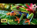 Beyond Imagination | Real HDR Wildlife Showcase | 16K Dolby Vision Ultra HD (8K/4K TV)