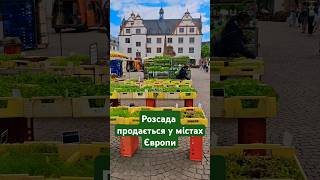 Овочева розсада продається у містах Європи #їжа #сад #город #квіти #овочі #теплица #салат #продукти