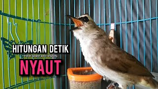 Download Lagu trucukan gacor ROPEL PANJANG buat pancingan trucukan agar bunyi JADIKAN burung trucuk gacor EMOSI MP3