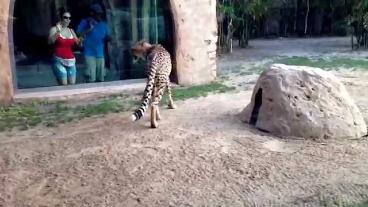 Busch gardens tampa cheetahs up close YouTube