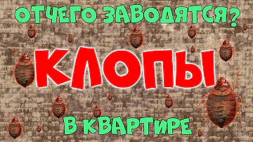 Куда обращаться по поводу клопов в квартире