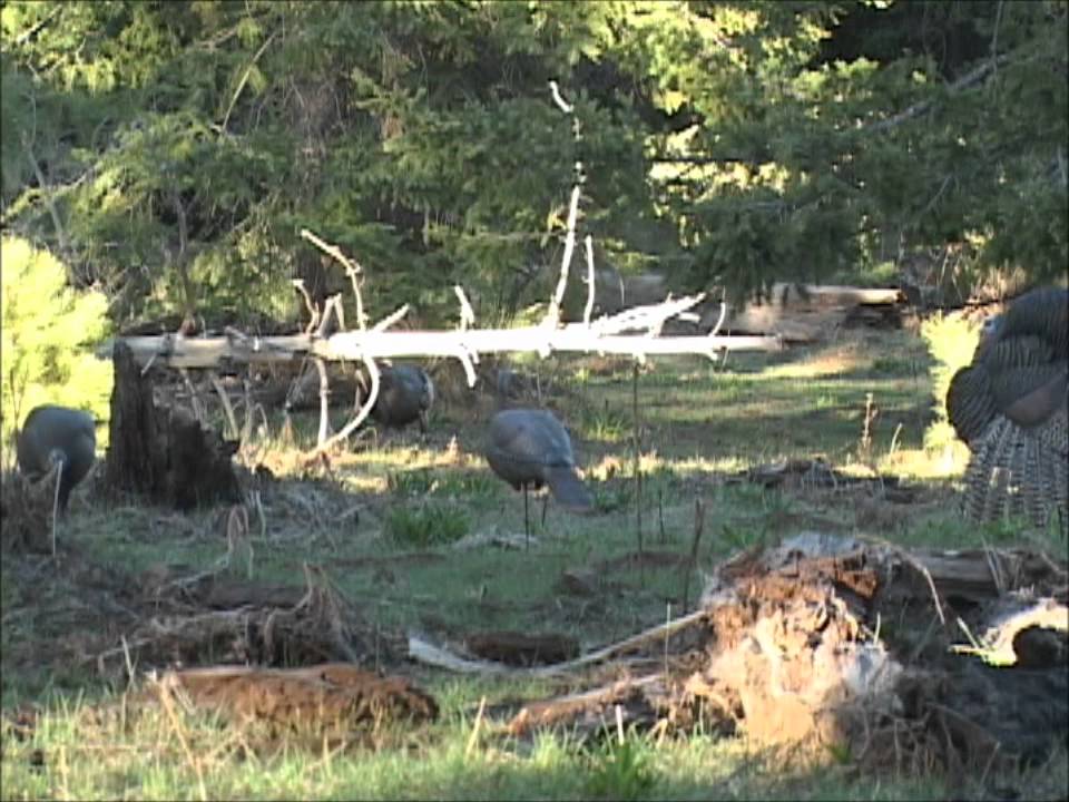 DSD Strutting Turkey Decoy by JayScottOutdoors YouTube
