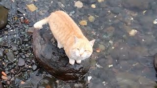 寒いのに海に足をつける野良猫。もしかして猫って寒さに強いの?