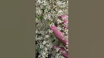 Cây ngàn hoa Muối rừng sđt 0793215680