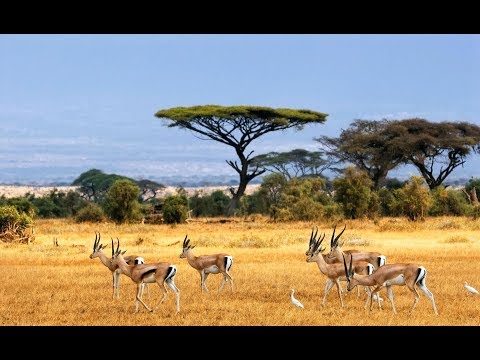 วีดีโอ: สะวันนาและป่าไม้ของยูเรเซีย แอฟริกา อเมริกาเหนือและใต้