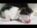 편집하다 심멎 할 뻔한 아기고양이 영상 Baby Cats Cause Heart Attacks you..