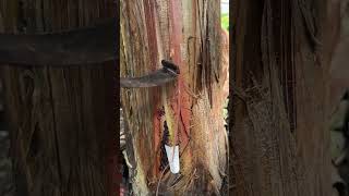 This ‘tree’ isn’t actually a tree... #banana #nature #plants #facts #interesting #shorts #didyouknow