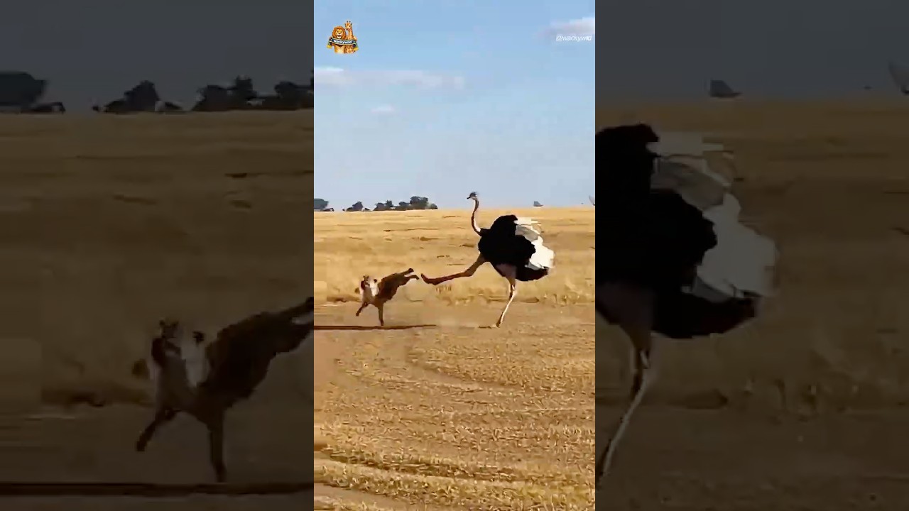 하이에나를 끝까지 쫓아가는 어미 타조The Ostrich Relentlessly Chases the Hyena to the End