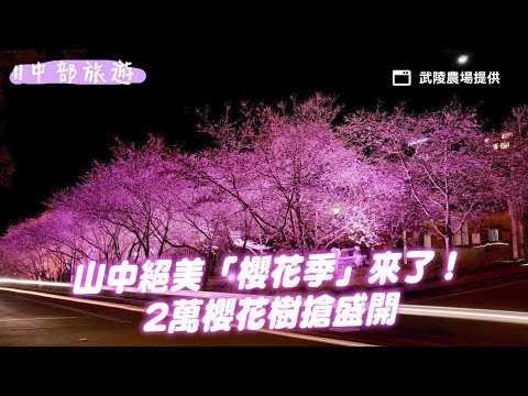 山中絕美「櫻花季」來了！2萬棵櫻花樹搶盛開 晚上點燈夢幻爆表｜ETtoday旅遊雲
