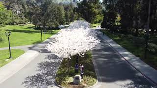 Berkeley cherry tree grove in bloom drone flyover