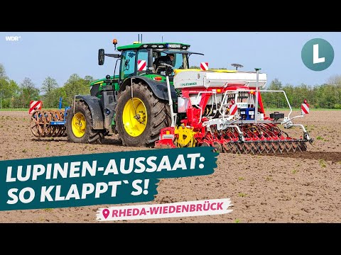 Aussaat weiße Lupine bei @HofVogelsang: Worauf muss man achten? | WDR Lokalzeit Land.Schafft.