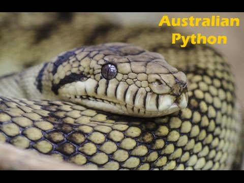 watch what happens when a python tries to eat a... Snakes Attacked On Wallaby | Unbelievable Attack | Wallaby Are Affected ...