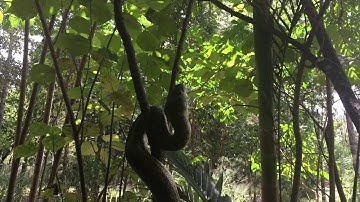 Carpet Python Vertical Climb