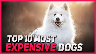Top 10 Most Expensive Dogs in the world | Expensive Dog Breeds | Knowledge Nation