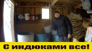 картинка: Хорошая и плохая новость - индюков больше нет! Что осталось в хозяйстве и чем занят!