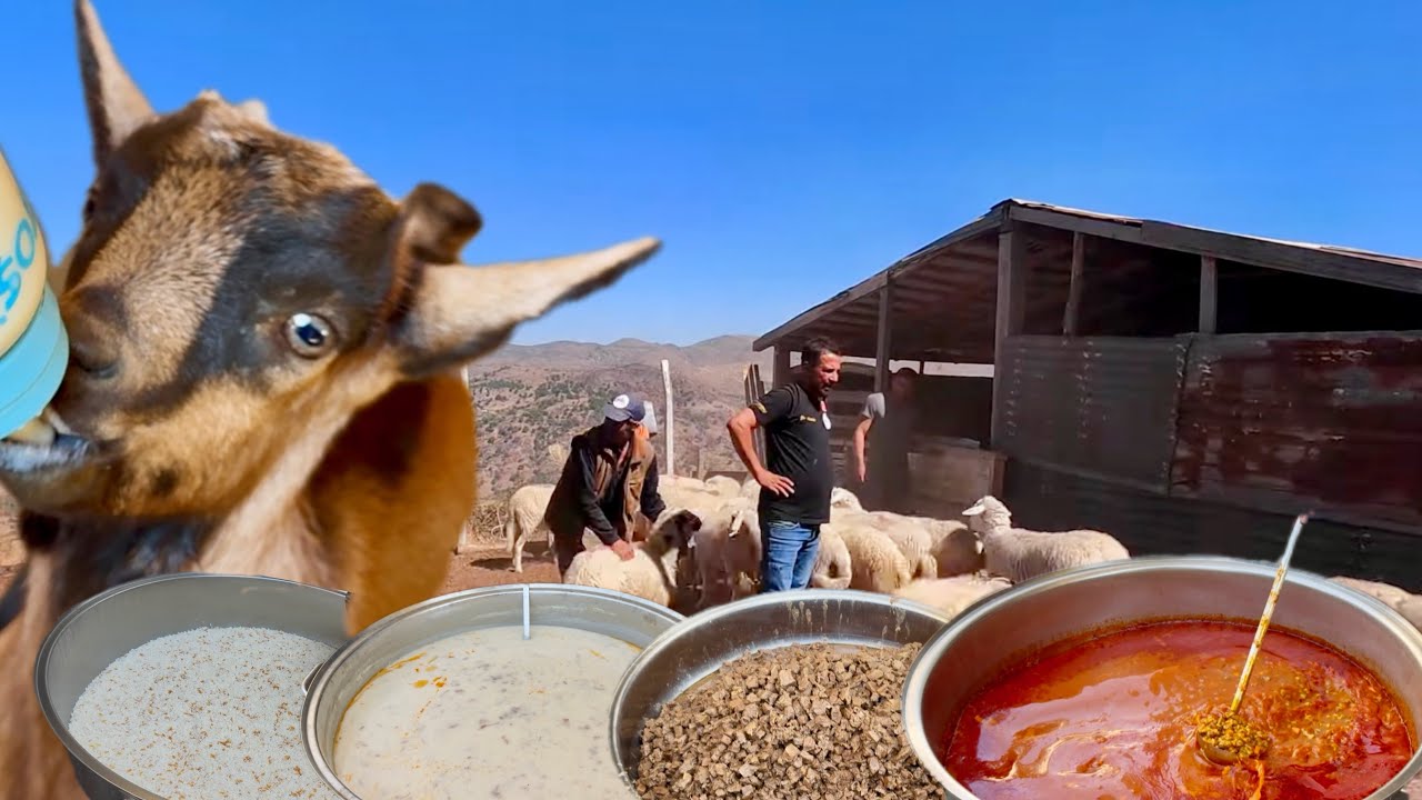 KUZULAR ANNELERİNDEN AYRILIYOR / ALPİN KEÇİ YAVRULARI / KÖY DÜĞÜN YEMEĞİ NASILMI OLUR 