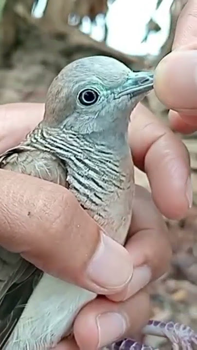 unique sound x local nature #dove #turtledove #perkututmanggung #turtledovelembur