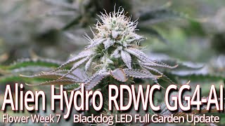 Famous Alien Hydro RDWC GG4 Flower Week 7, Blackdog LED Full Garden Update Profile