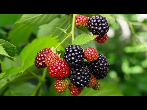 Vídeo: Blackberry: reprodução, cultivo. Doenças de amora