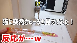 猫2匹に前触れもなく突然ちゅーるを見せた時の反応…ｗ