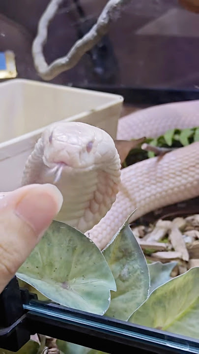 Kobra Putih! Ular Langka yang Bikin Merinding!