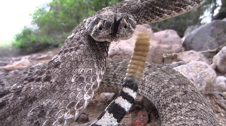 Slow motion rattlesnake bite