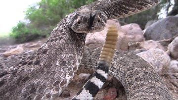 Slow motion rattlesnake bite