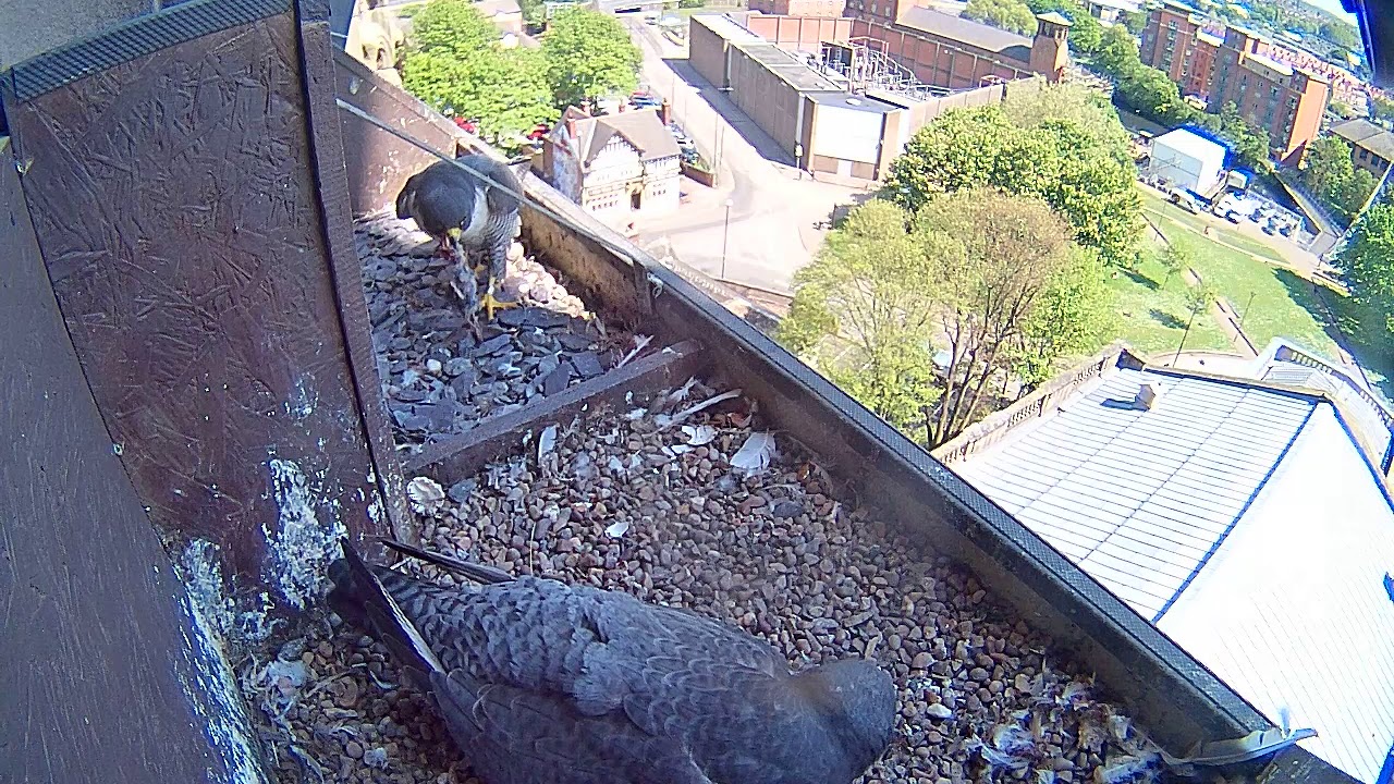 Derby Cathedral Peregrine Project - 2019: 2019 - 