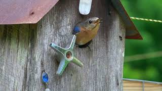 North American Eastern Bluebirds  (Sialia sialis) by The Jeff B. I. Files 118 views 4 months ago 12 minutes, 18 seconds