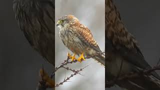Torenvalk op de uitkijk 🦅👀 | Ogen als een radar | Natuur met Peter #birds #nature #wildlife