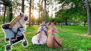 French Bulldogs Visit Central Park To See Puppies And Deer  | WARNING CUTENESS OVERLOAD