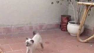 bionic cat