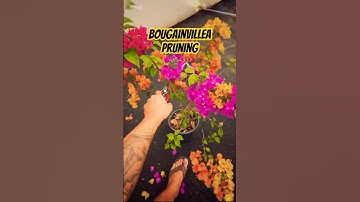 Bougainvillea Pruning Tips 🌸 | Best Time & Easy Method | Life of Vikki