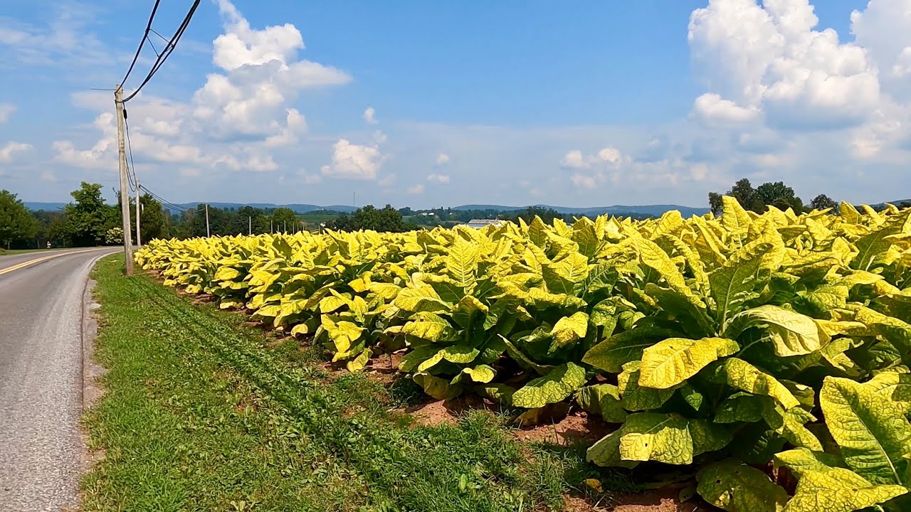 Lancaster Pennsylvania Virtual Walk. Amish FarmsPumpkinsHay & Tobacco