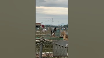 CẬN CẢNH CÂU HÓNG NHÁY PHAO ĐÓNG CÁ#câucátựnhiên#fishing#shotrs