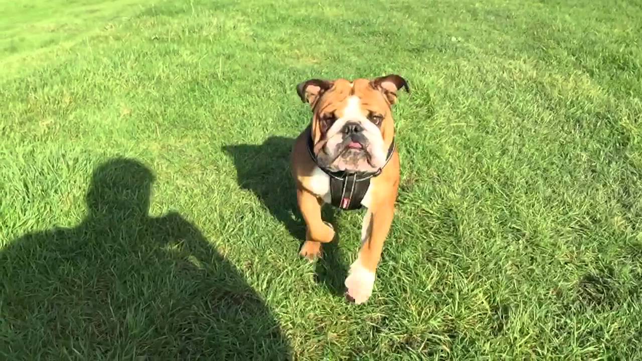 Bulldog running in slow motion