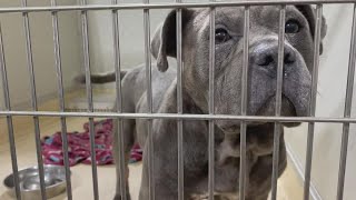 Pound Buddies in Muskegon provides tips for keeping pets safe on the Fourth of July