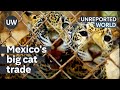 Mexico&#39;s Exotic Pet Trade | Unreported World