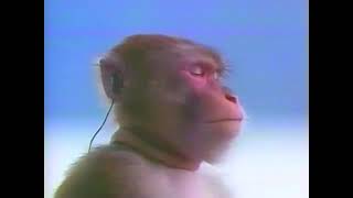 обезьяна слушает музыку