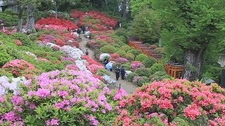 根津神社のツツジが満開
