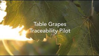 Table Grapes Traceability Pilot montage