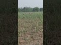 Lilgaye Dear #nature #shorts #viral #viralshorts #up ##short