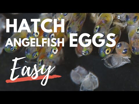 Video: Hvornår klækkes angelfish-æg?