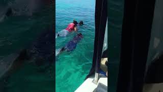Biyaadhoo Reef 🎣 Snorkeling 🤿 Maldives 🌊
